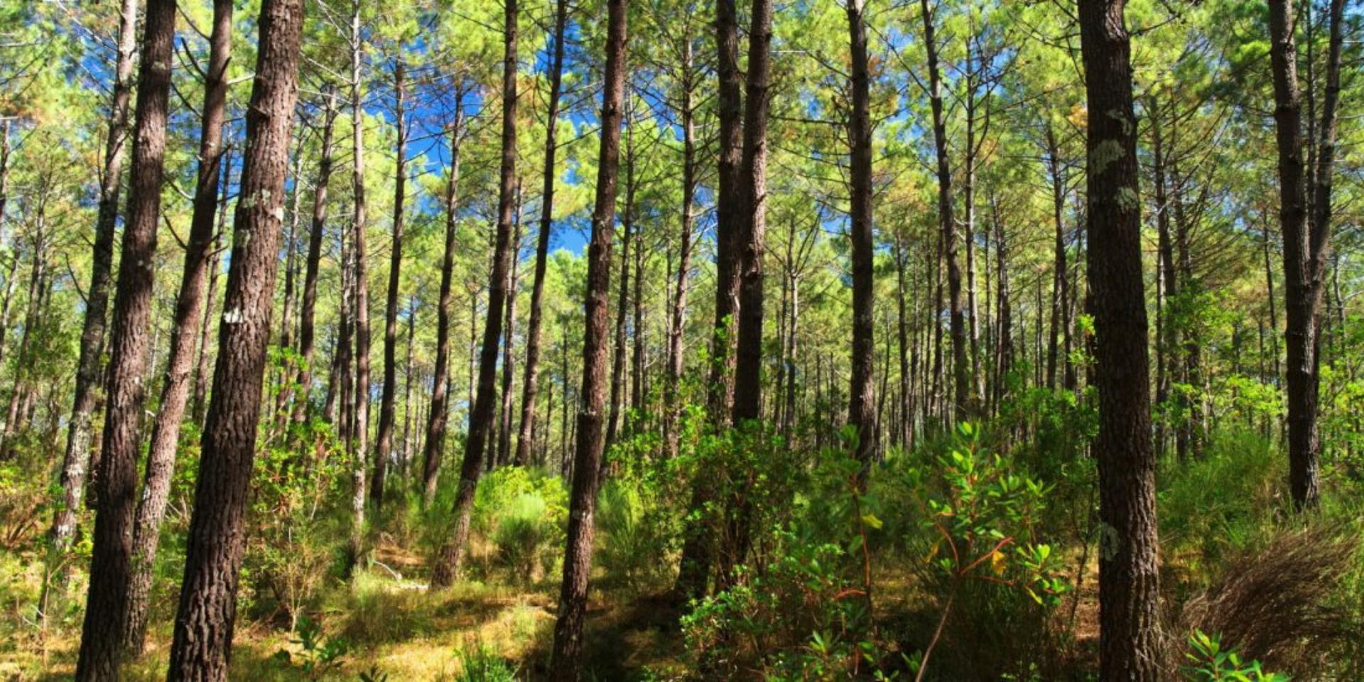 Les Landes